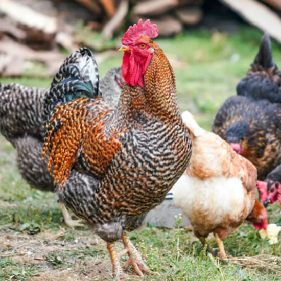 肉、蛋鸡饲养基地