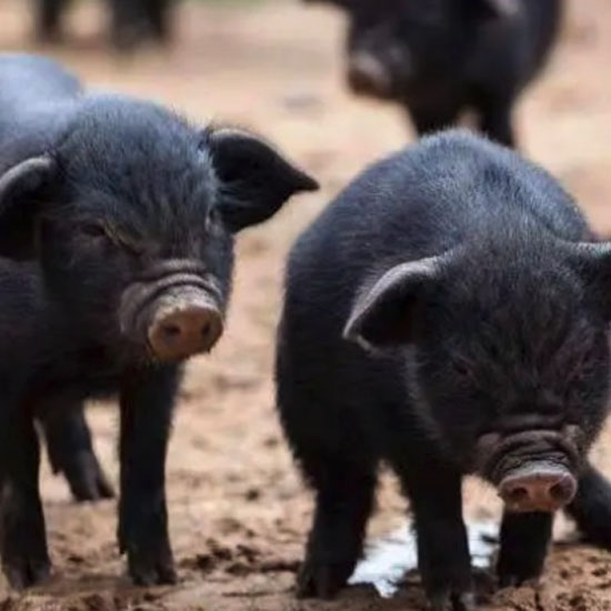 生态猪养殖基地