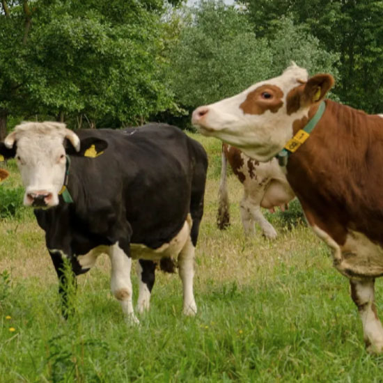 生态牛养殖牧场